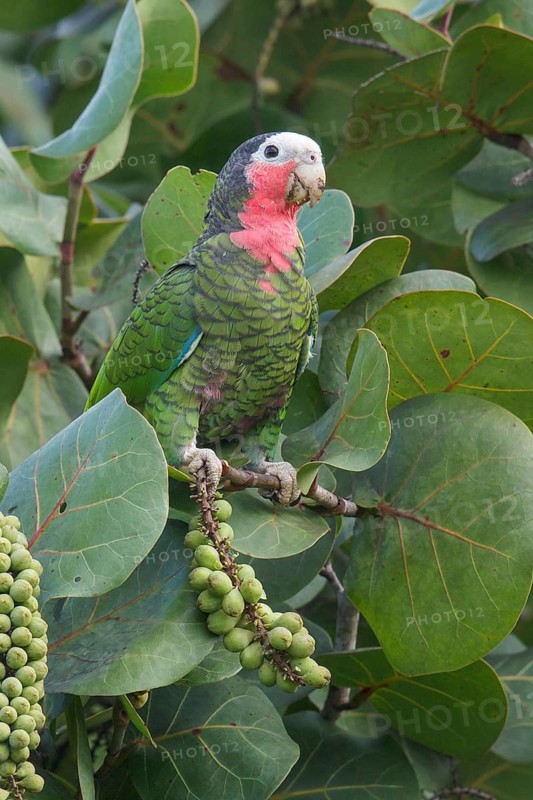 Cuban Parrot (Amazona leucocephala) perched on a branch in Cuba