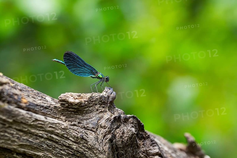 Beautiful demoiselle (Calopteryx virgo) damselfly sitting on a wood, Bavaria, Germany