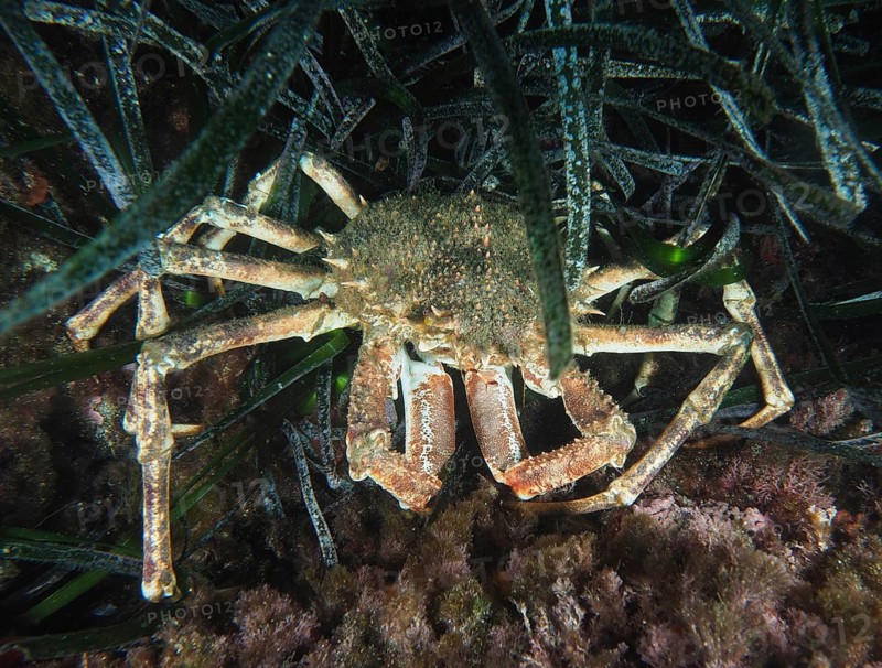 Brown European spider crab (Maja squinado) hiding under dense seagrass, Neptune grass (Posidonia oceanica), dive site Giens Peninsula, Mediterranean Sea, Porquerolles, Provence, Côte d'Azur, France