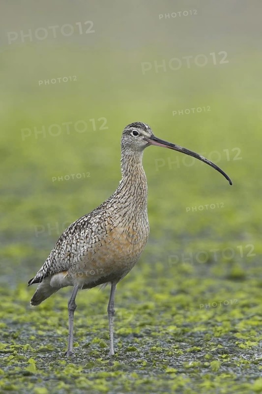 Long-billed Curlew (Numenius americanus), British Columbia, Canada