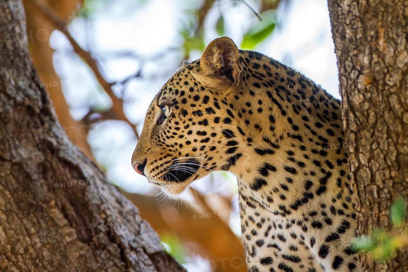 Leopard (Panthera pardus), Kenya, Kenya