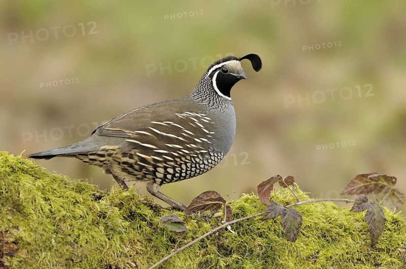 California Quail (Callipepla californica) male, Canada