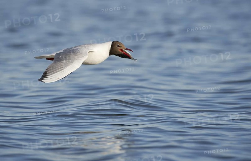 Black-headed Gull (Chroicocephalus ridibundus) flying, Mecklenburg-Western Pomerania, Germany