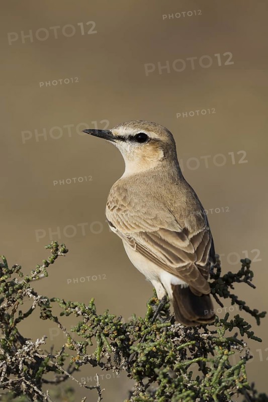 Isabelline Wheatear (Oenanthe isabellina), Oman