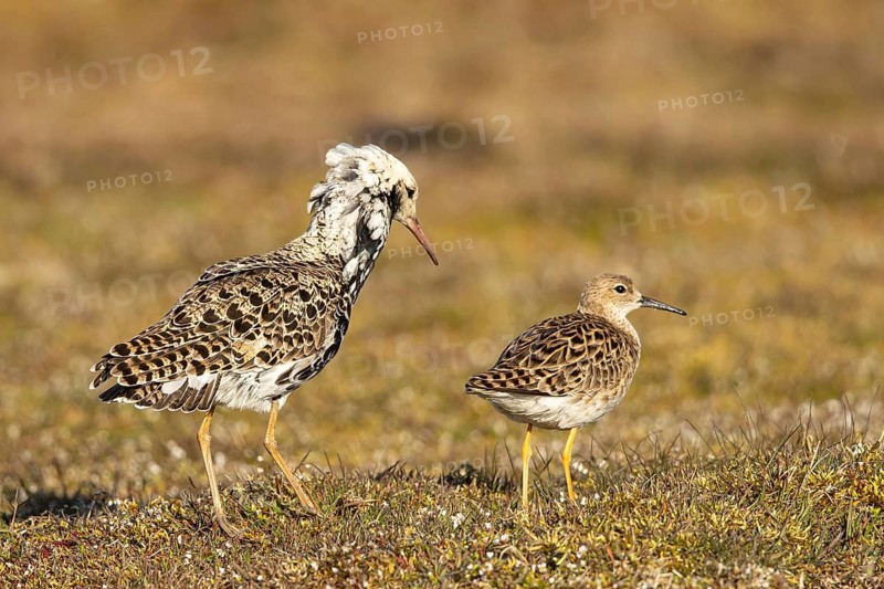 Ruff (Calidris pugnax) pair, Smaland, Sweden