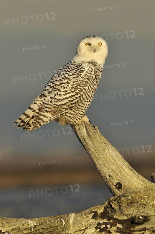 Snowy Owl (Bubo scandiacus), British Columbia, Canada