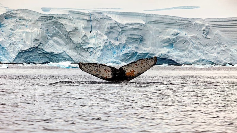 A whale fin rises out of the water in front of massive ice walls, The fluke of a diving humpback whale in the Antarctic (Megaptera novaeangliae)