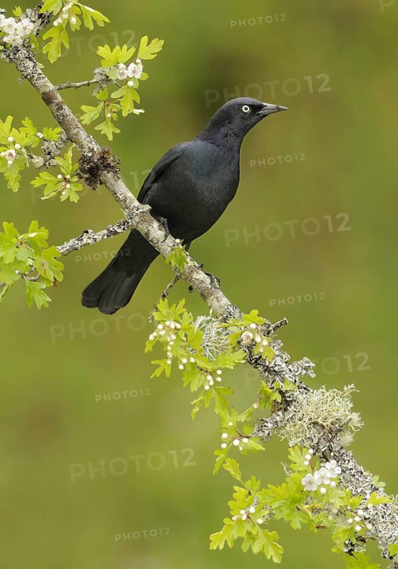 Brewer's Blackbird (Euphagus cyanocephalus), British Columbia, Canada