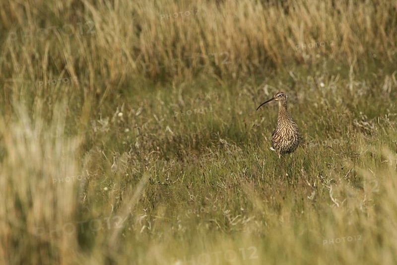 Eurasian Curlew (Numenius arquata), Yorkshire Dales, United Kingdom