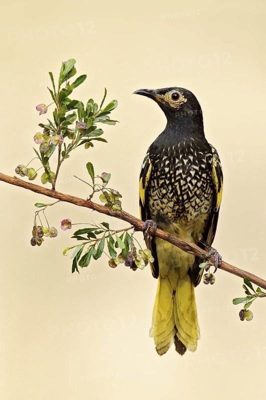 Regent Honeyeater (Anthochaera phrygia) female, New South Wales, Australia