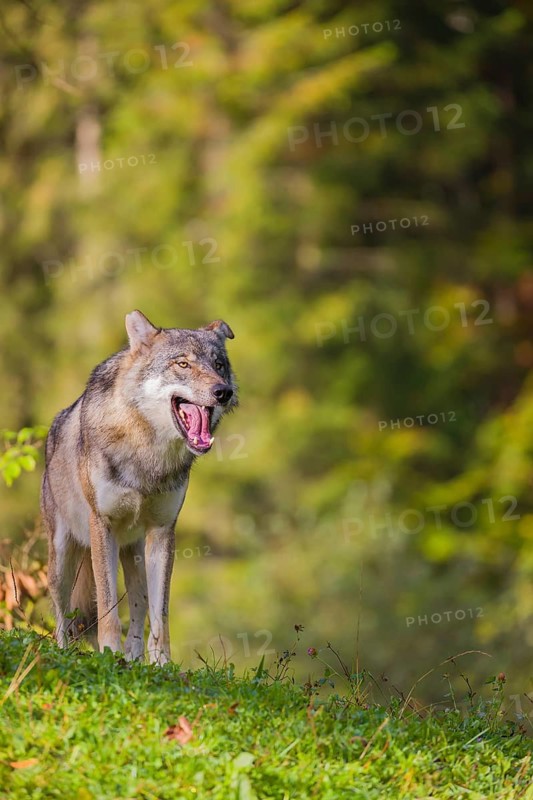 A eurasian gray wolf (Canis lupus lupus) stands on a meadow on a hill with a colourful foliage in the background