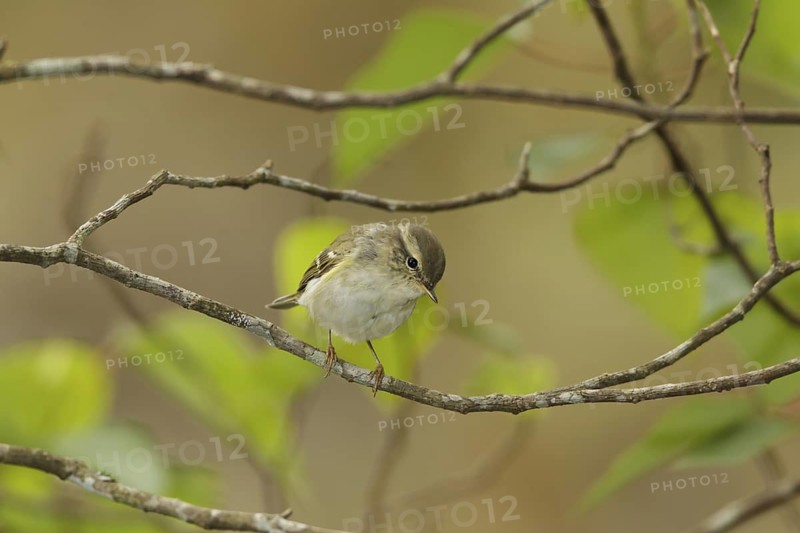 Yellow-browed Warbler (Phylloscopus inornatus), Sungei Balang, Malaysia