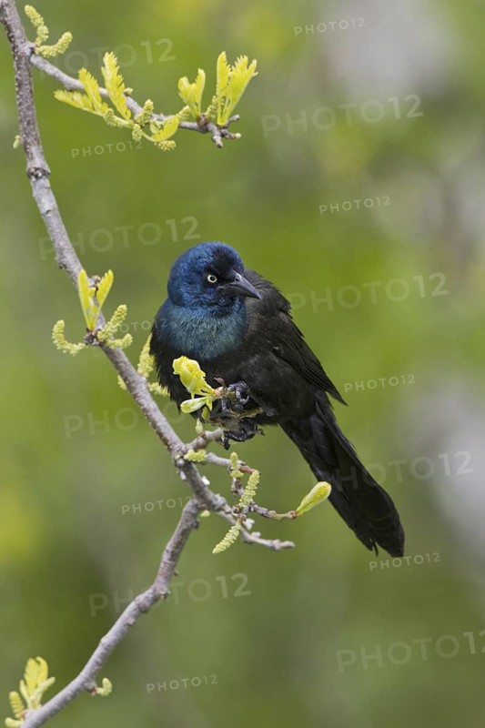 Common Grackle (Quiscalus quiscula), Ontario, Canada