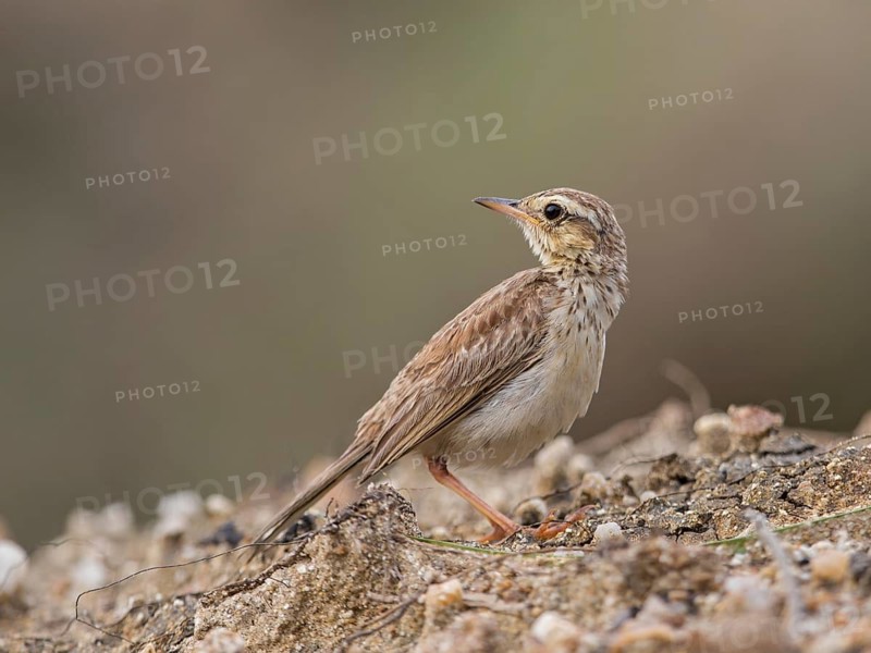 Paddyfield Pipit (Anthus rufulus), Sri Lanka