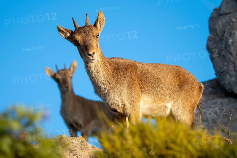 From below, two Iberian ibex stand majestically on rocky terrain with a vibrant blue sky as their backdrop, highlighting their natural grace and strong presence