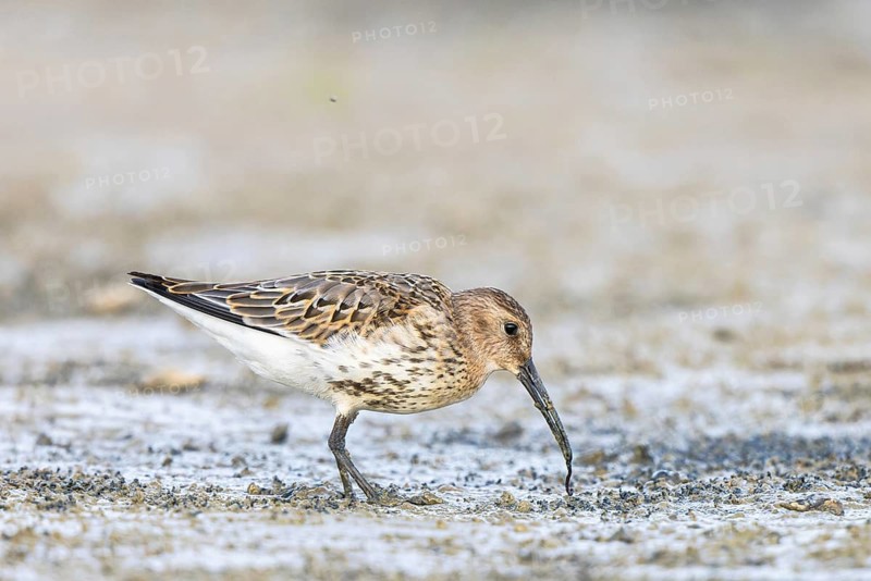 Dunlin (Calidris alpina) foraging, Netherlands