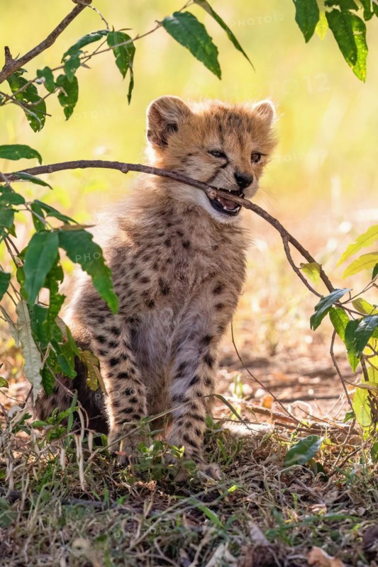 Cheetah cub (Acinonyx jubatus) chewing on a tree branch in the shade on the savannah, Maasai Mara National Reserve, Kenya