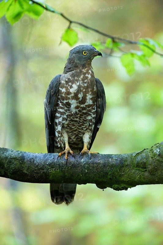 European Honey Buzzard (Pernis apivorus), adult male perched on a branch, Bavarian Forest, Bavaria, Germany