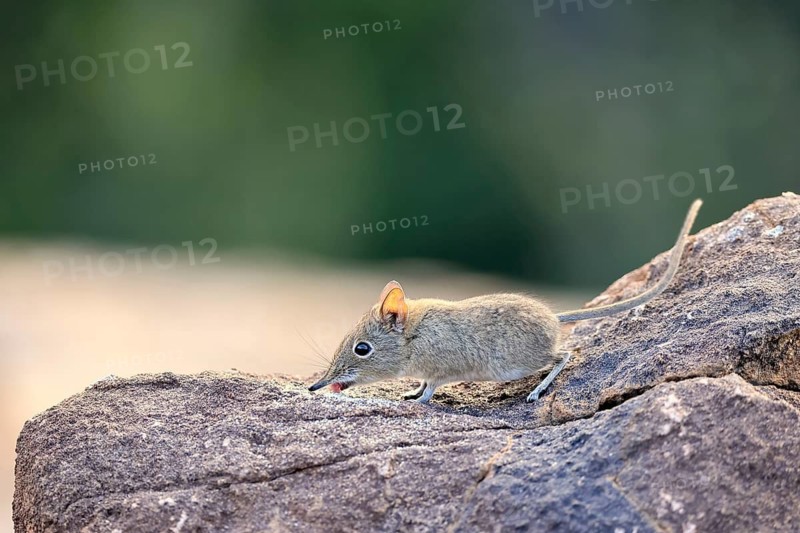 Short-eared trunked shrew (Macroscelides probosideus), short-eared elephant shrew, short-eared trunked shrew, adult, feeding, alert, Mountain Zebra National Park, Eastern Cape, South Africa