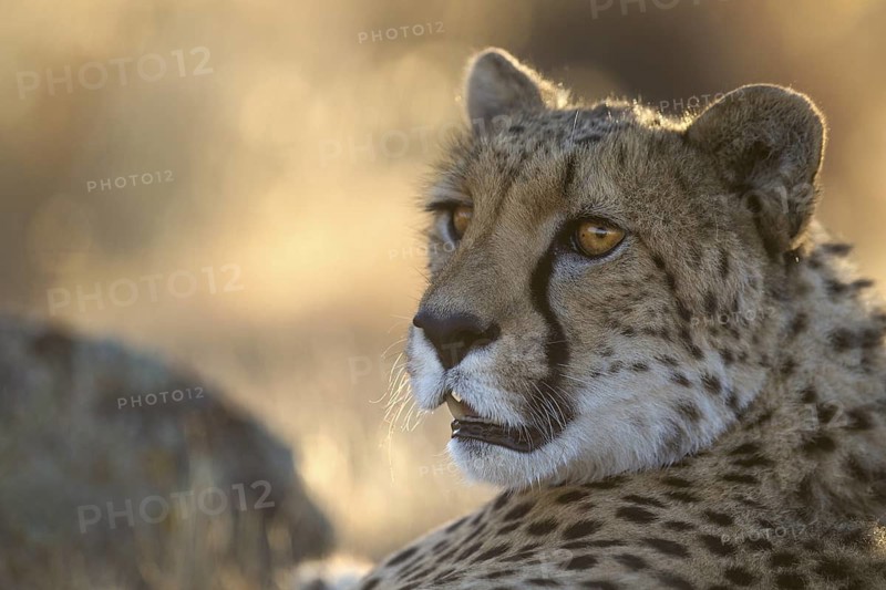 Cheetah (Acinonyx jubatus) captive, female, Castile-La Mancha, Spain