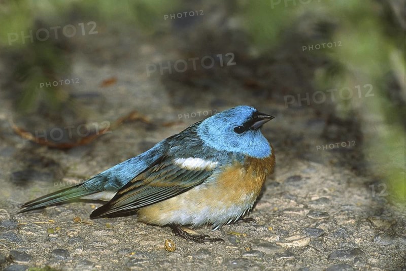 Lazuli Bunting (Passerina amoena), Arizona, USA