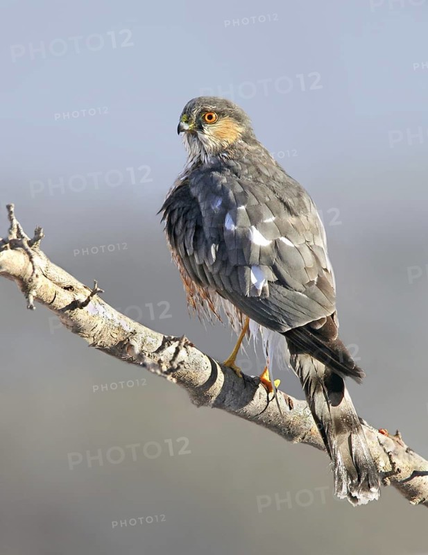 Sharp-shinned Hawk (Accipiter striatus), Saskatchewan, Canada