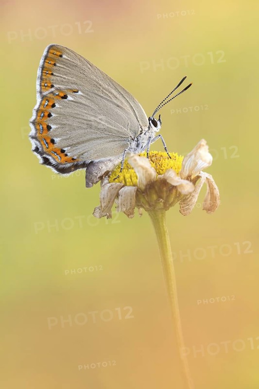 Spanischer Blauer Zipfelfalter - Laeosopis roboris