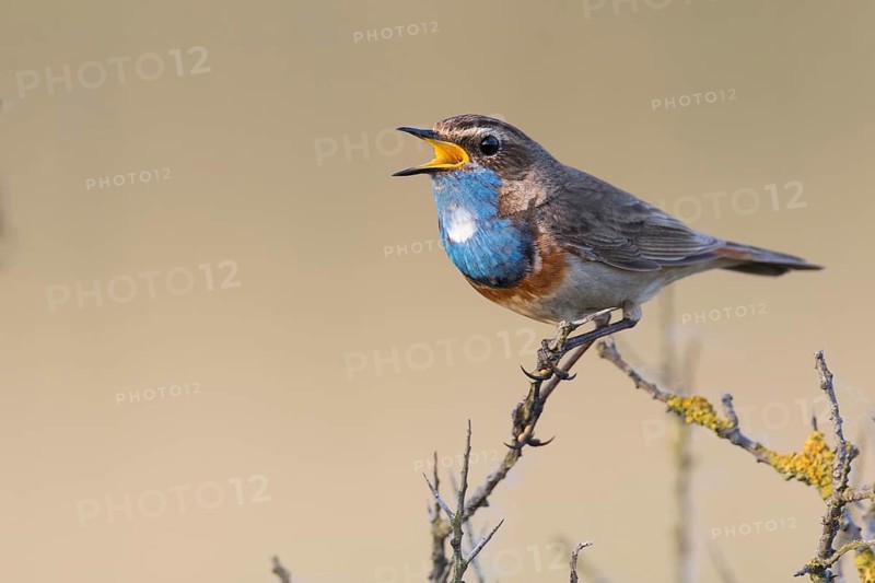 Bluethroat (Luscinia svecica cyanecula) male singing, Texel, Netherlands