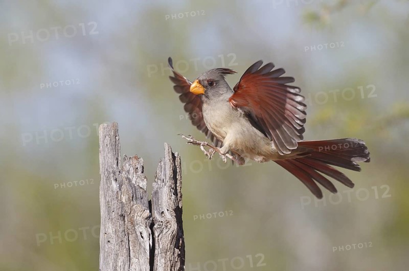 Pyrrhuloxia (Cardinalis sinuatus) female flying, Texas, USA