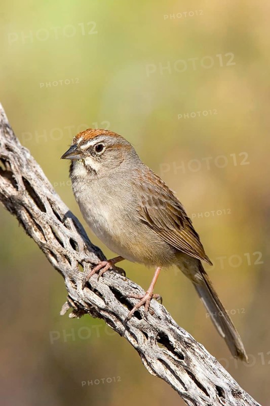 Rufous-crowned Sparrow Aimophila ruficeps Guadalupe Mountain National Park, Texas, United States 10 May Adult Emberizidae