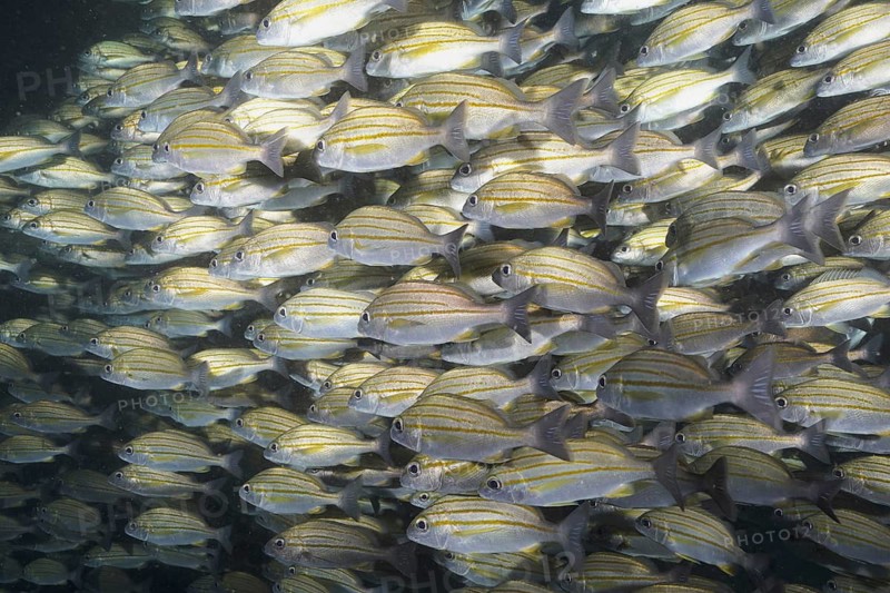 Striped grunt (Pomadasys striatus)