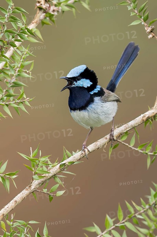 Superb Fairywren (Malurus cyaneus) perched on a branch in eastern Australia