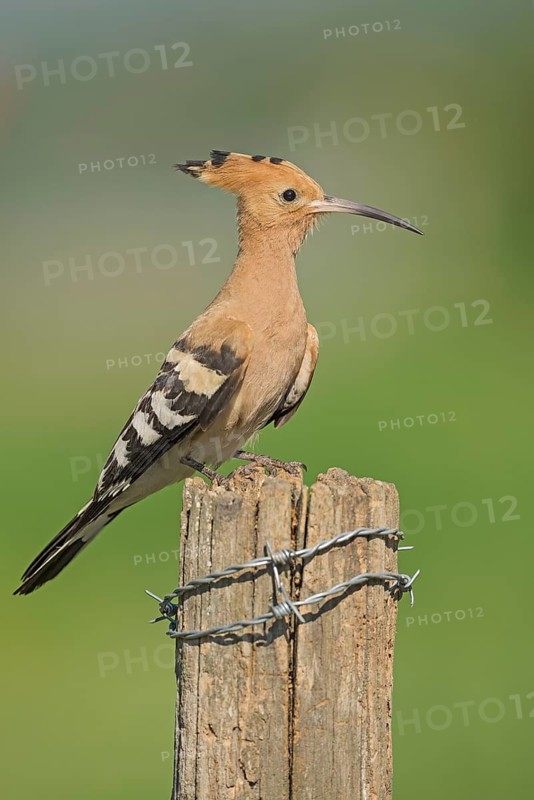 Eurasian Hoopoe (Upupa epops) perched on a post, Aosta Valley, Italy