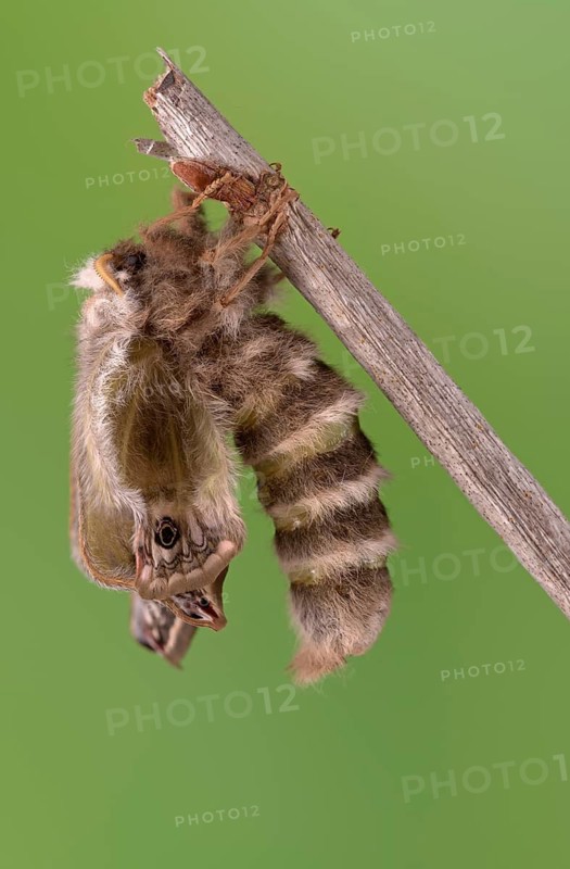 Small emperor moth (Saturnia pavonia), female, unfolding wings after hatching, Germany