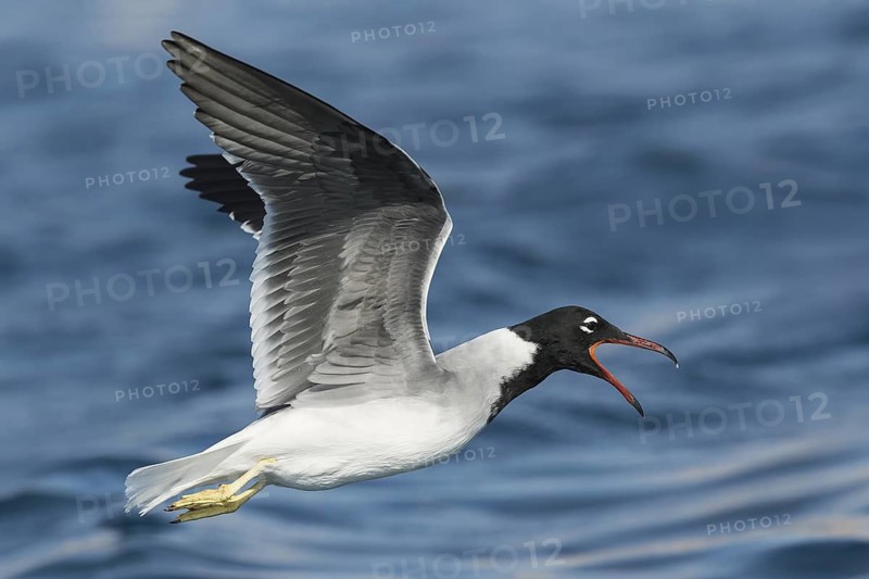 White-eyed Gull (Ichthyaetus leucophthalmus) calling in flight, Eilat, Israel