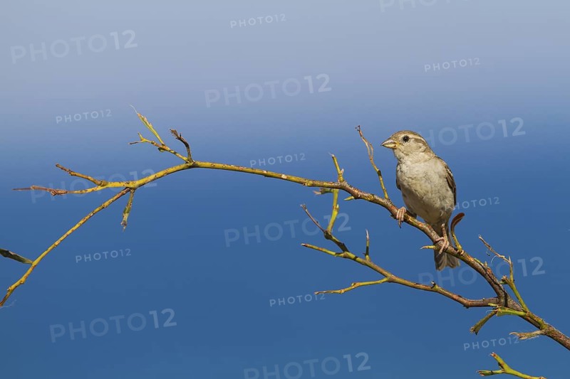 House Sparrow - Haussperling - Passer domesticus ssp. biblicus, adult female, Cyprus