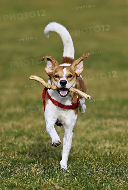 Beagle with branch in mouth jumps across meadow, Switzerland