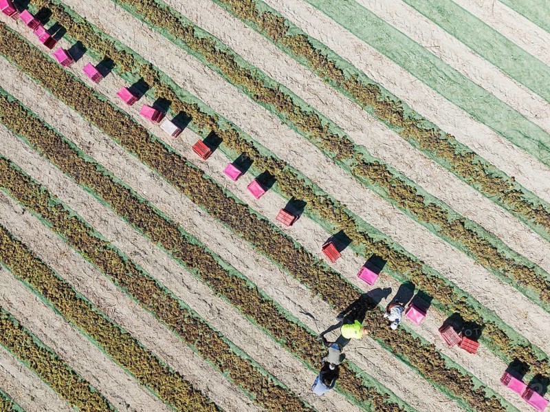 Pedro Ximenez grapes are air-dried and dehydrated shortly after harvest. La Canariera vineyard of the Bodega González Byass near the town of Jerez de la Frontera. Aerial view. Drone shot. Cádiz province, Andalusia, Spain