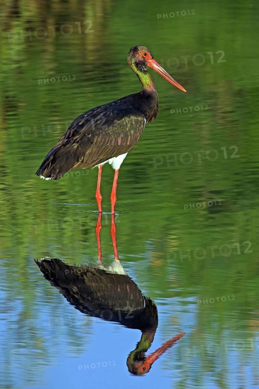 Black stork (Ciconia nigra), searching for food in the water, East River, Lesbos Island, Greece