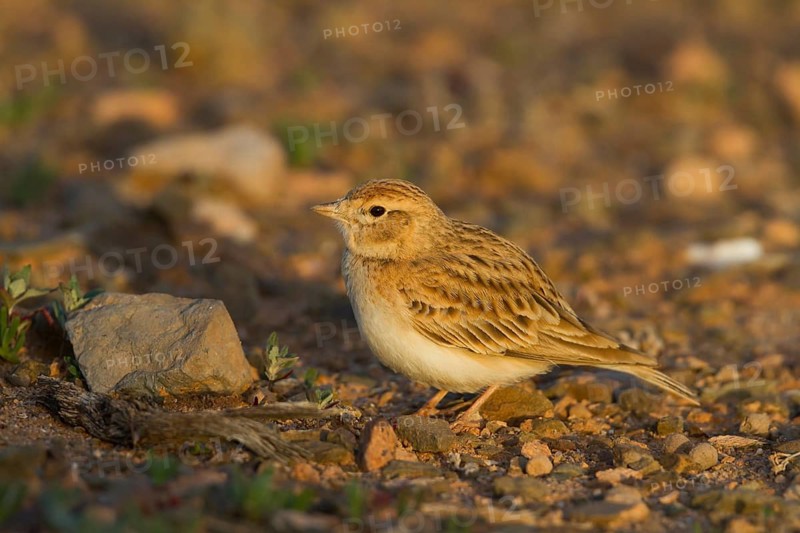Short-toed Lark - Kurzzehenlerche - Calandrella brachydactyla ssp. rubiginosa, Morocco, adult
