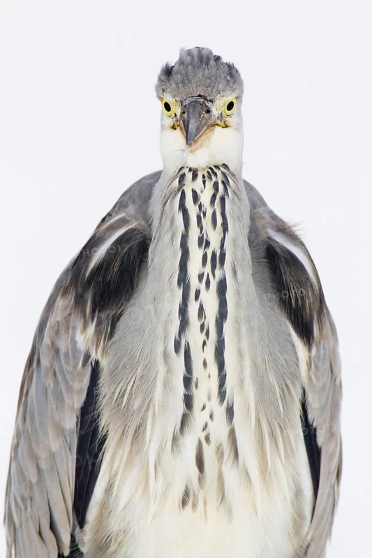 Grey Heron (Ardea cinerea) juvenile, Berlin, Germany