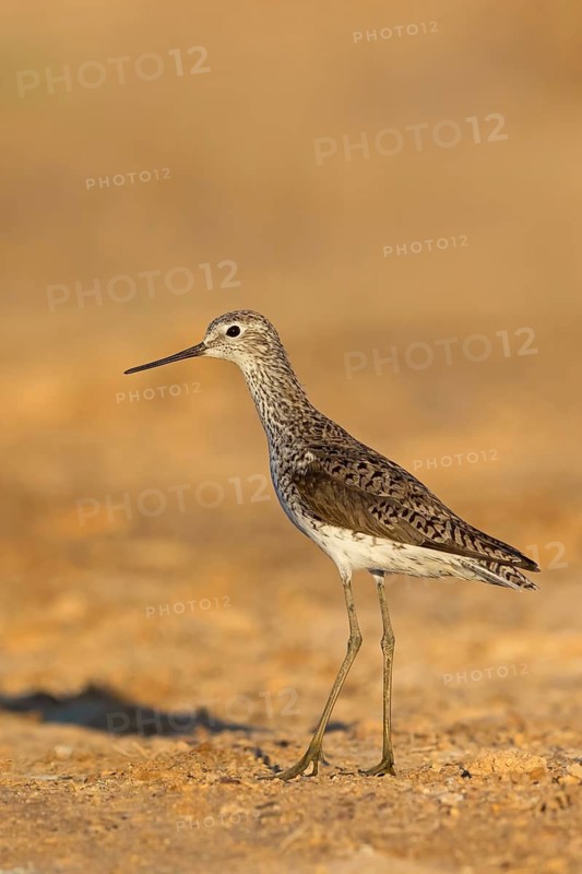 Teichwasserläufer, Marsh Sandpiper, Tringa stagnatilis, Chevalier stagnatile, Archibebe Fino