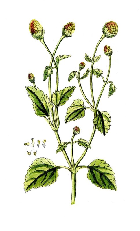 Spilanthus acmella, Jambu, digital reproduction of a historical model, between 1790 and 1810