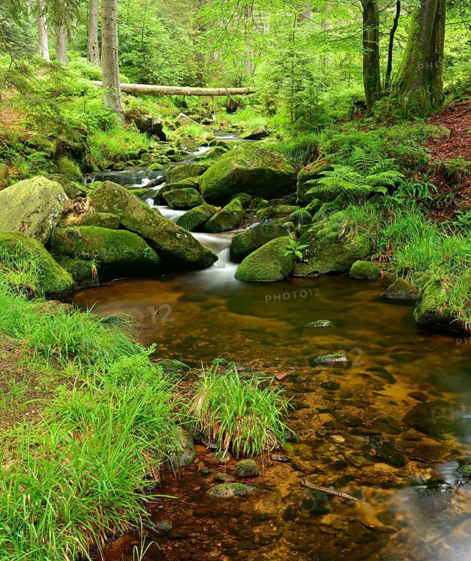At the upper reaches of the Bode, mountain stream with moss-covered boulders in the Harz Mountains, near Braunlage, Lower Saxony, Germany