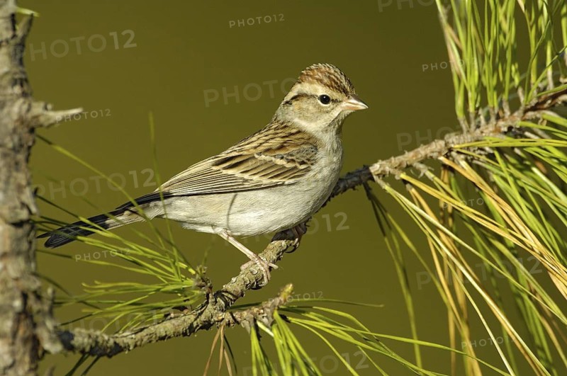 Chipping Sparrow (Spizella passerina), Texas, USA