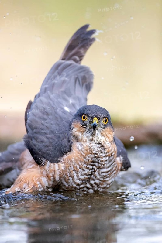 Eurasian Sparrowhawk (Accipiter nisus) male bathing, Madrid, Spain