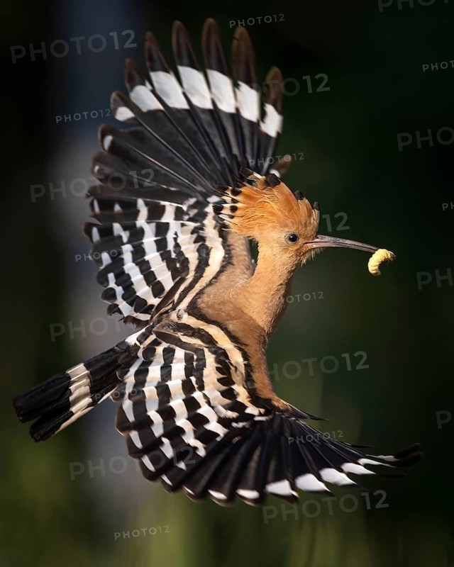 Eurasian Hoopoe (Upupa epops) flying with food in its beak, Saxony, Germany