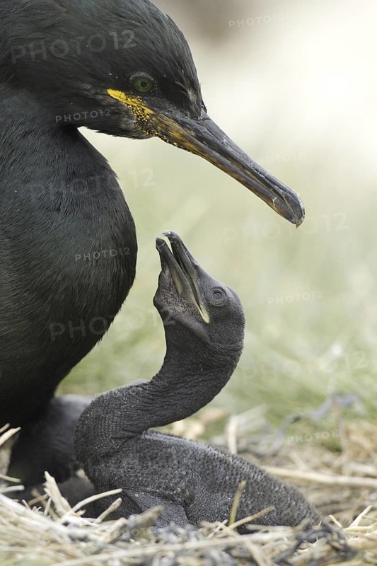 European Shag (Phalacrocorax aristotelis), Scotland, United Kingdom