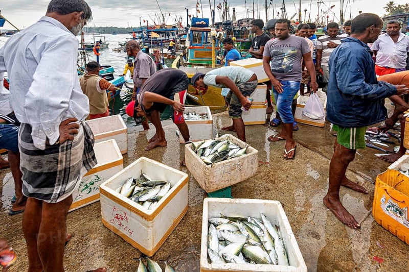 Men look at fish in coolers at a busy harbor fish market, The fishermen in the fishing port of Matara in Sri Lanka