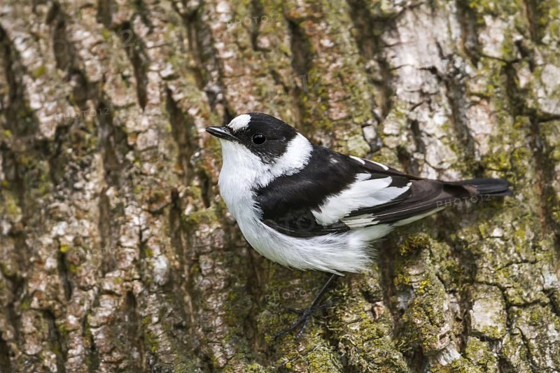 Collared Flycatcher (Ficedula albicollis) male, Bavaria, Germany